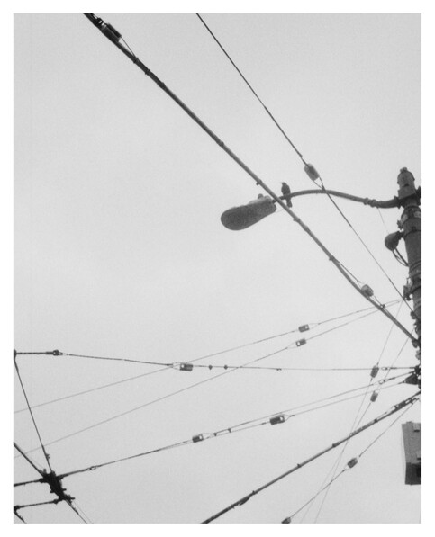 Post with overhead catenary for a trolley bus. A crow is standing over the cables.